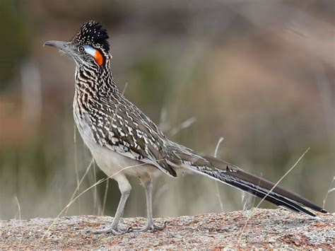 Greater roadrunner - sound effect