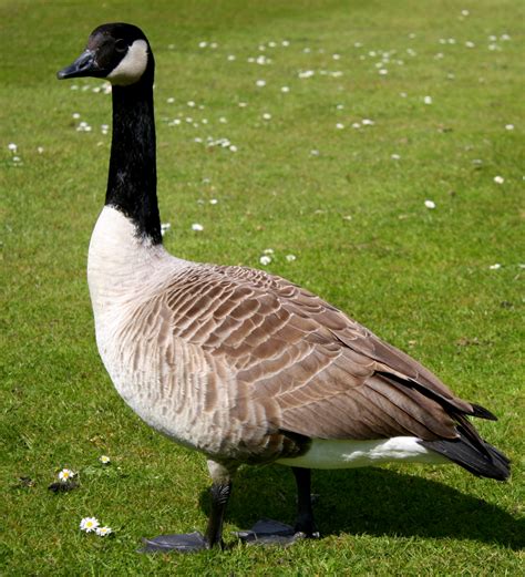 Canadian geese - sound effect