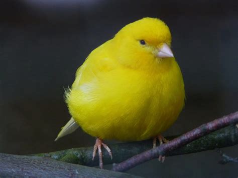 Domestic canary sings and chirps - sound effect