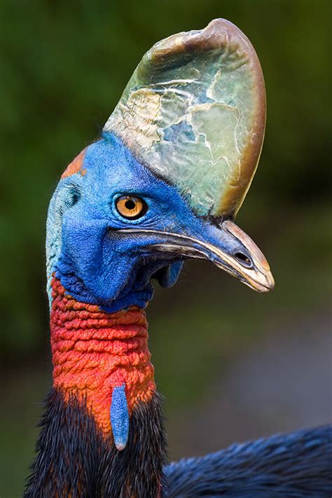 Cassowaries - sound effect