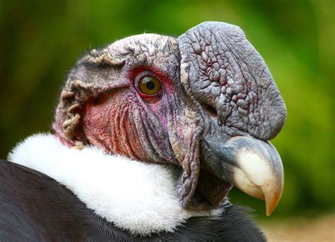 Andean condor - sound effect