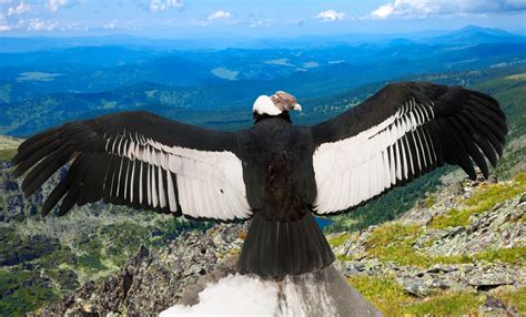 Andean condor - sound effect