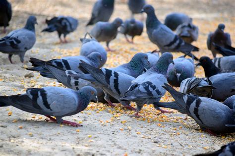 Pigeon feeding - sound effect