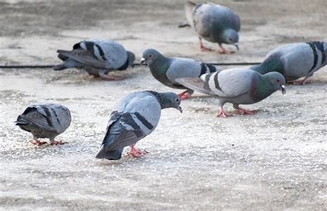 Pigeon feeding - sound effect