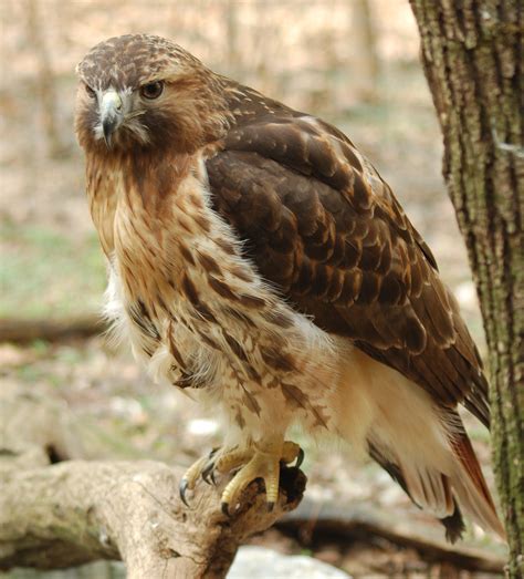 Buteo jamaicensis - sound effect