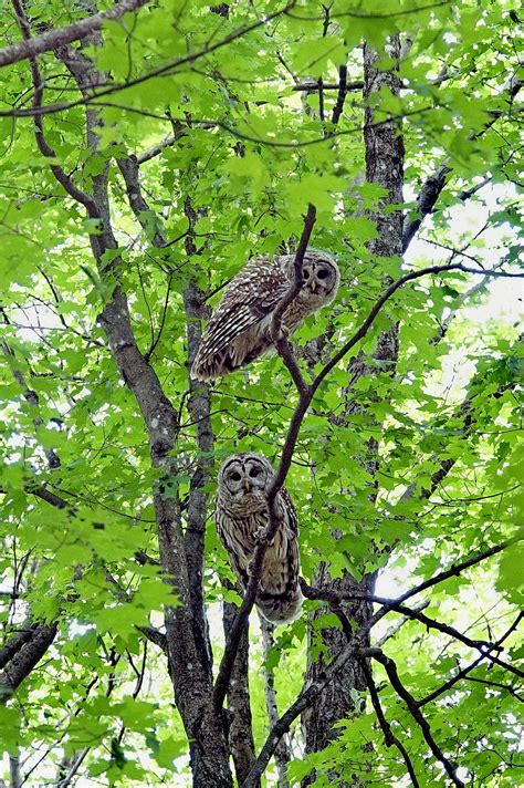 Creek owls - sound effect