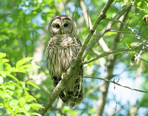 Creek owls - sound effect