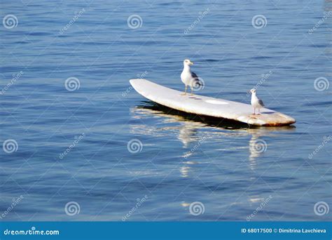 Screams of seagulls against the background of the surf, boats on the water - sound effect