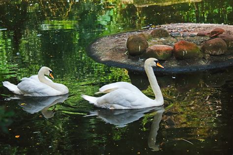 Swan calls on the pond - sound effect