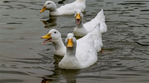 Quacking duck (3) - sound effect