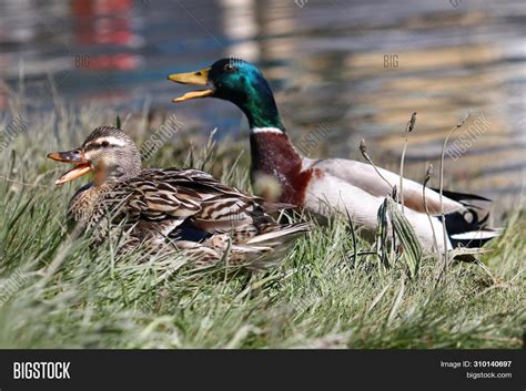 Quacking duck (3) - sound effect