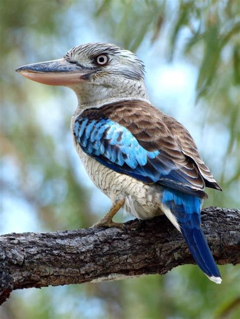Kookaburra (giant kingfisher) - sound effect