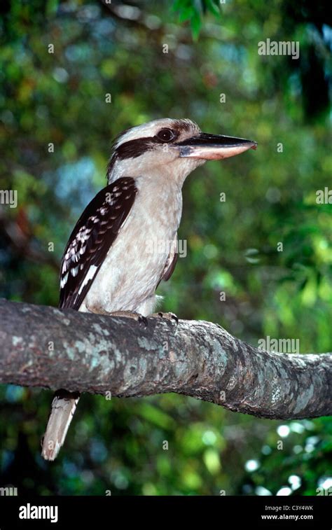 Kookaburra (giant kingfisher) - sound effect