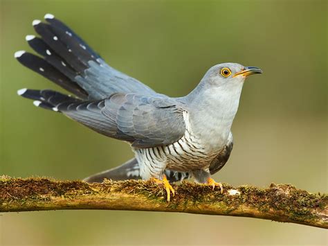 Cuckoo in the forest: water murmurs in the background - sound effect