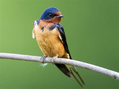 Barn swallow - sound effect