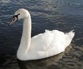 Sound of a swan