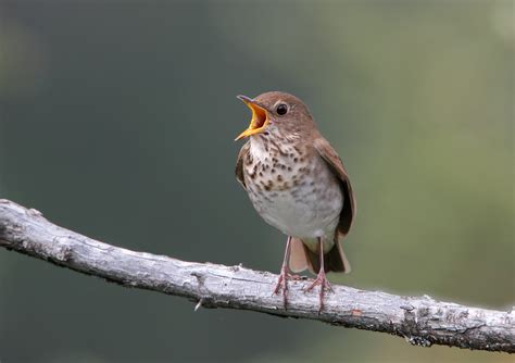 Forest thrush sings - sound effect