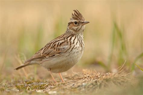 Woodlark by the stream - sound effect