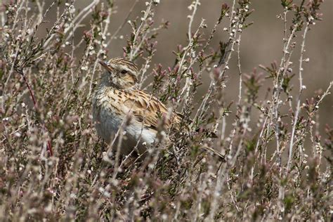 Woodlark - sound effect