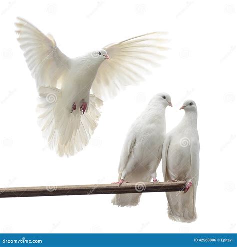 Flying dove sits on perch - sound effect