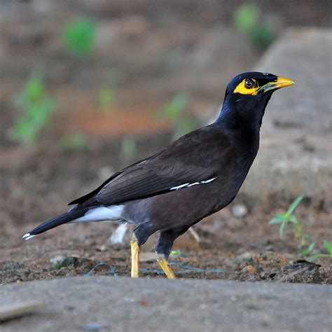 Common myna - sound effect