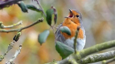Singing european robin (2) - sound effect