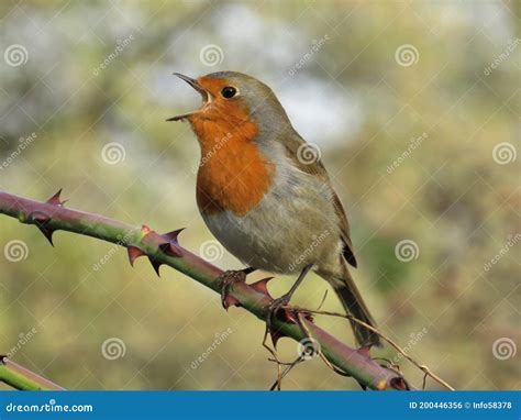 Singing european robin (2) - sound effect