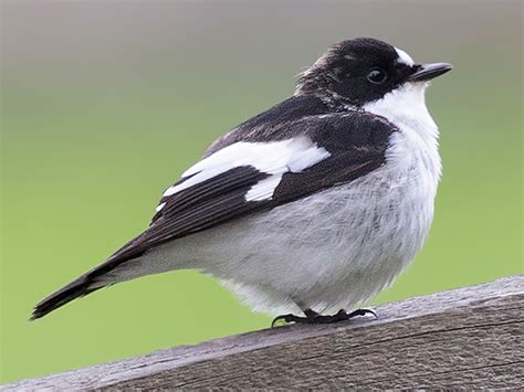 European pied flycatcher - sound effect