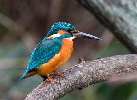 Common kingfisher - sound effect