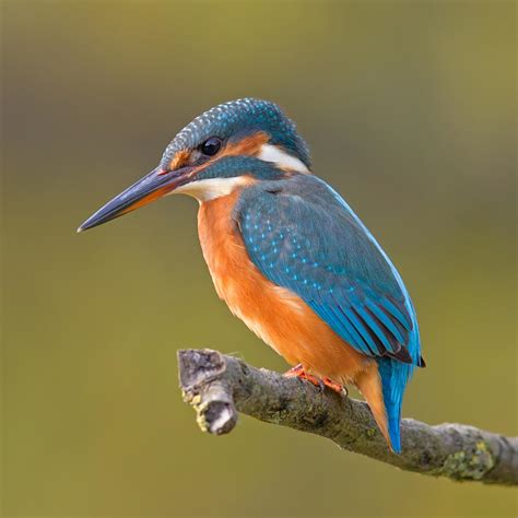 Common kingfisher - sound effect