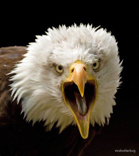 Eagle is screaming - sound effect