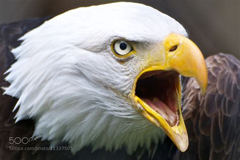 Eagle is screaming - sound effect