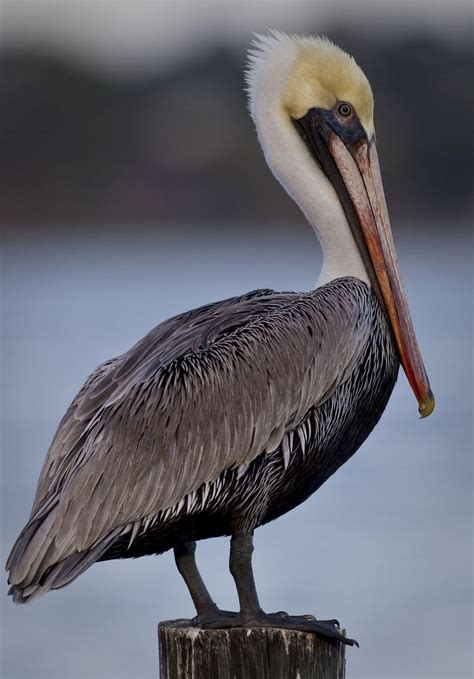 Pelican - sound effect