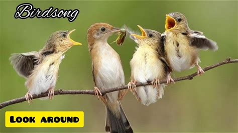 Birdsong after the rain - sound effect