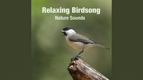Birdsong in the park - sound effect