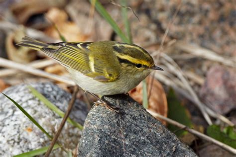 Leaf warbler - sound effect