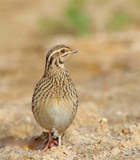 Common quail - sound effect