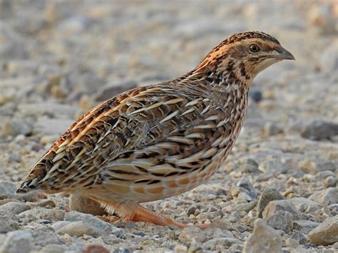 Common quail - sound effect