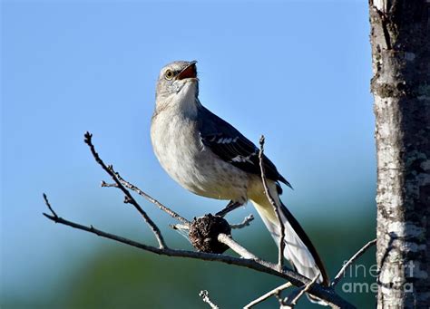 Northern mockingbird sings - sound effect