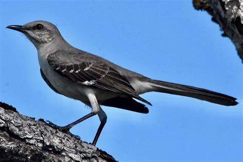 Northern mockingbird - sound effect