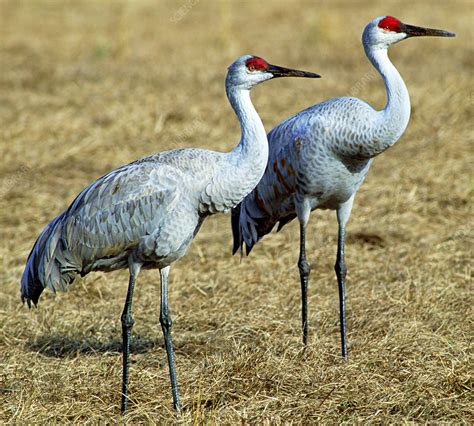 Sandhill crane - sound effect