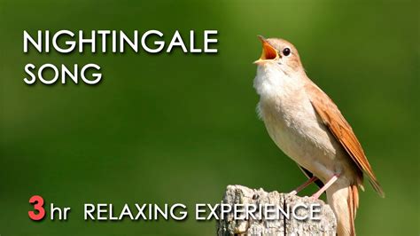 Nightingale song - sound effect