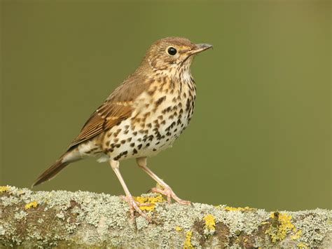 Song thrush by the forest stream - sound effect