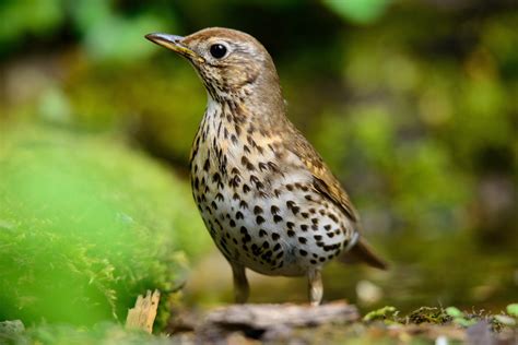 Song thrush (2) - sound effect