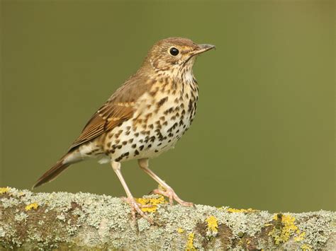 Song thrush - sound effect