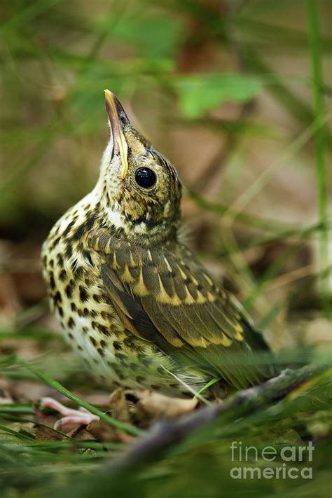 Song thrush by the forest stream (2) - sound effect