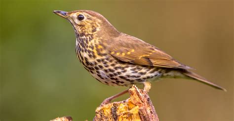 Song thrush by the forest stream (2) - sound effect