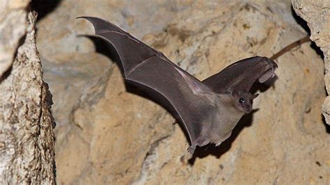 Squeak of bats - sound effect