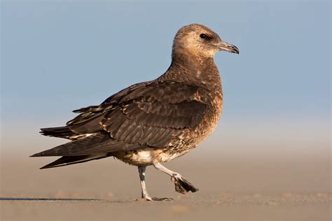 Skuas - sound effect