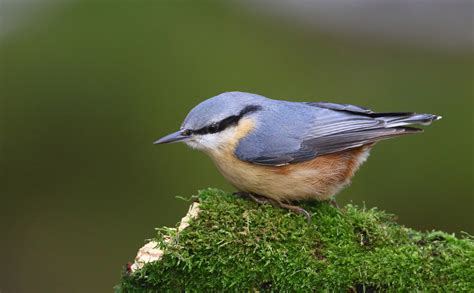 Eurasian nuthatch - sound effect